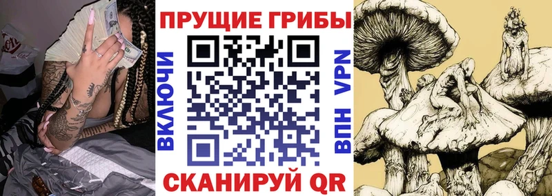Галлюциногенные грибы Psilocybe  купить наркотики цена  Кукмор 
